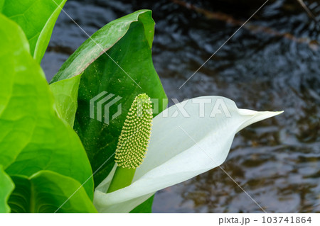 湿原の水芭蕉 湿原の水芭蕉 103741864