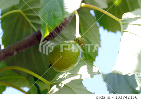 青空背景、ハンカチの木の果実（マクロレンズ使用・屋外自然光・接写写真） 103742156