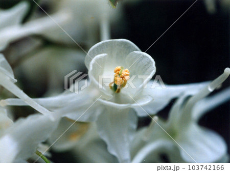 トキワイカリソウ（メギ科イカリソウ属） 103742166