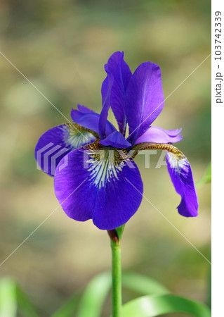 網目模様が美しい紫のアヤメ　3 103742339