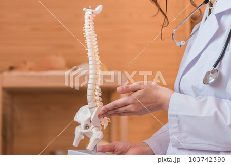 骨格標本を使い説明をする医者・医師 103742390