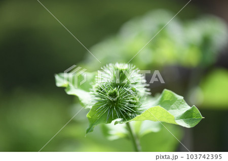 ゴボウ(牛蒡)の花蕾 ゴボウ(牛蒡)の花蕾 103742395