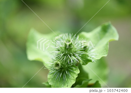 ゴボウ（牛蒡）の花蕾 103742400