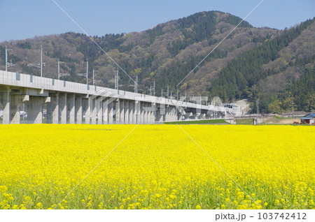 建設中の北陸新幹線 と菜の花畑　鯖江市舟枝町　2023年4月 103742412
