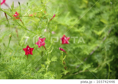 ルコウソウの花 イメージ 【神奈川県】 103742446