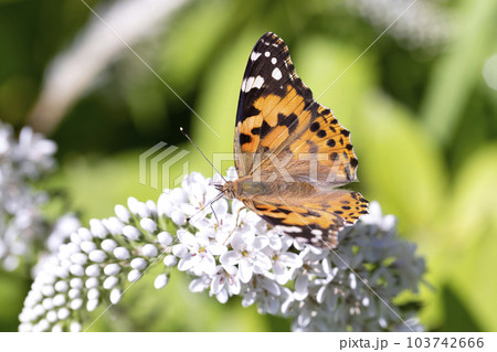 ヒメアカタテハ 103742666