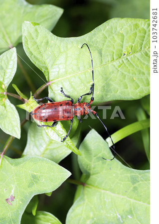 ホシベニカミキリ 103742681