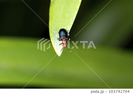 ヤマイモハムシ ヤマイモハムシ 103742704