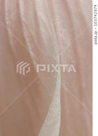 桜色のキダチチョウセンアサガオの花のドレープ模様(マクロレンズ使用・屋外自然光・接写写真) 桜色のキダチチョウセンアサガオの花のドレープ模様(マクロレンズ使用・屋外自然光・接写写真) 103742974