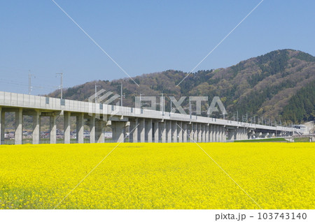 建設中の北陸新幹線 と菜の花畑 鯖江市舟枝町 2023年4月 建設中の北陸新幹線 と菜の花畑 鯖江市舟枝町 2023年4月 103743140