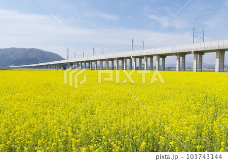 建設中の北陸新幹線 と菜の花畑 鯖江市舟枝町 2023年4月 建設中の北陸新幹線 と菜の花畑 鯖江市舟枝町 2023年4月 103743144