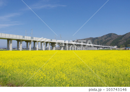 建設中の北陸新幹線 と菜の花畑 鯖江市舟枝町 2023年4月 建設中の北陸新幹線 と菜の花畑 鯖江市舟枝町 2023年4月 103743146