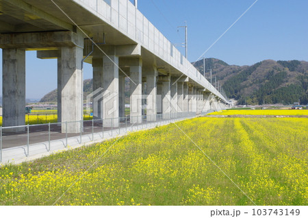 建設中の北陸新幹線 と菜の花畑 鯖江市舟枝町 2023年4月 建設中の北陸新幹線 と菜の花畑 鯖江市舟枝町 2023年4月 103743149