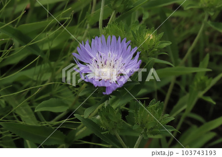 初夏の庭に咲く紫色のストケシアの花 初夏の庭に咲く紫色のストケシアの花 103743193