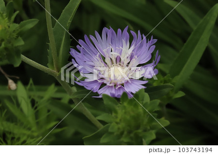 初夏の庭に咲く紫色のストケシアの花 初夏の庭に咲く紫色のストケシアの花 103743194