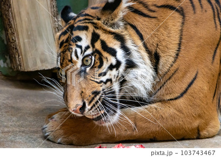 The Sumatran tiger (Panthera tigris sumatrae) eats meat The Sumatran tiger (Panthera tigris sumatrae) eats meat 103743467