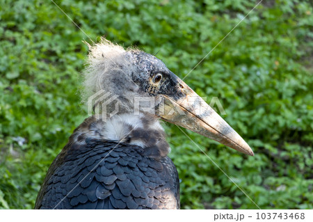 The portrait of the marabou stork (Leptoptilos crumenifer) The portrait of the marabou stork (Leptoptilos crumenifer) 103743468