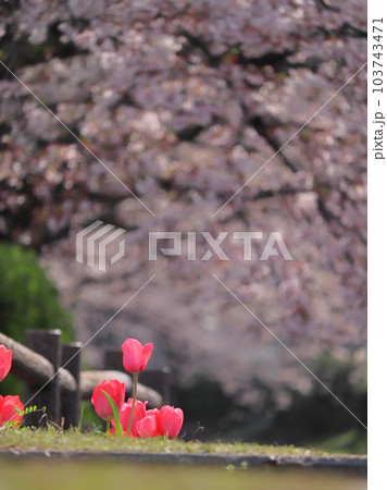 江川せせらぎ緑道の桜風景 103743471