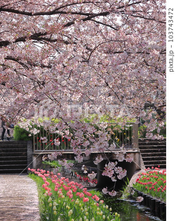 江川せせらぎ緑道の桜風景 103743472