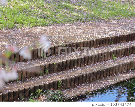 江川せせらぎ緑道の桜風景 103743474