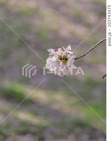 江川せせらぎ緑道の桜風景 103743475