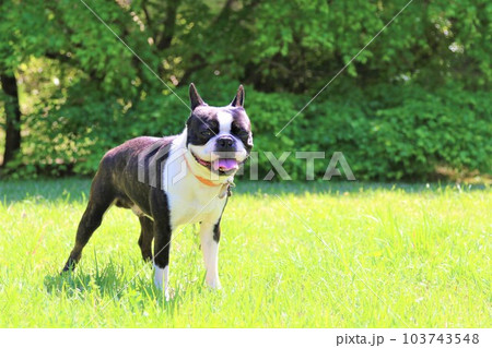 ゆずの里毛呂山町総合公園春の芝生広場で見つめるボストンテリアのマイティ君♡ ゆずの里毛呂山町総合公園春の芝生広場で見つめるボストンテリアのマイティ君♡ 103743548