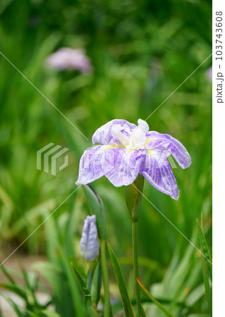 縞模様が美しいハナショウブ　2 103743608