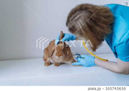 woman veterinarian doctor hands examining red rabit with stethoscope 103743630