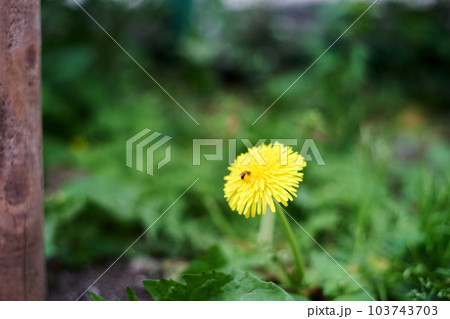 たんぽぽ・黄色・花・咲く・雑草・野花・マクロ・昆虫 たんぽぽ・黄色・花・咲く・雑草・野花・マクロ・昆虫 103743703