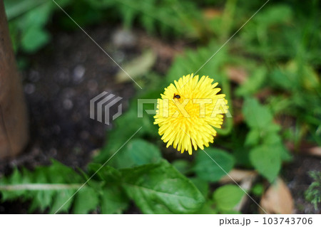 たんぽぽ・黄色・花・咲く・雑草・野花・マクロ・昆虫 103743706