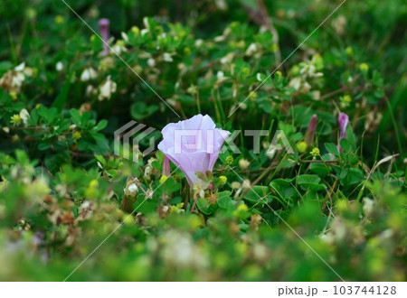 草地に咲くハマヒルガオ 103744128