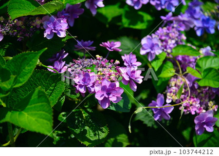 美しい色彩の紫陽花 美しい色彩の紫陽花 103744212