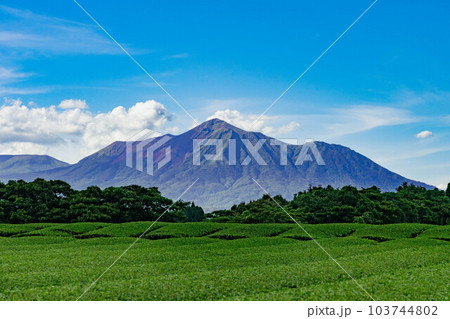 夏の茶畑と霧島連山の高千穂峰 夏の茶畑と霧島連山の高千穂峰 103744802
