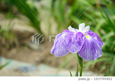 絞りの花びらが美しいハナショウブ　池の漣1 103744981