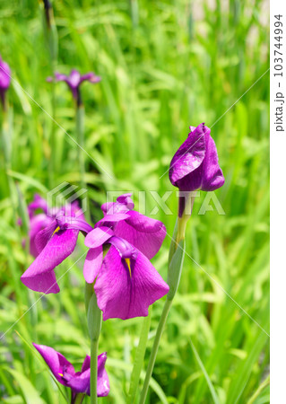 ハナショウブの原種　紫のノハナショウブ2 103744994