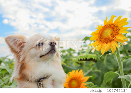 青空とヒマワリと笑顔の犬 103745134