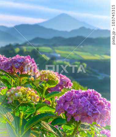 梅雨の晴れ間に咲く紫陽花と富士山 梅雨の晴れ間に咲く紫陽花と富士山 103745315