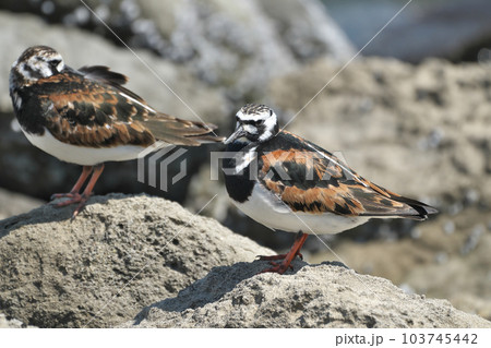 春の海辺に佇むキョウジョシギ 103745442