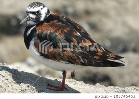 春の海辺に佇むキョウジョシギ 103745453