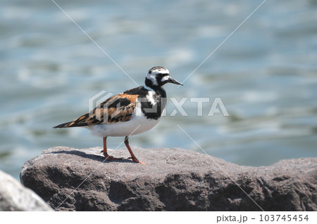 春の海辺に佇むキョウジョシギ 103745454