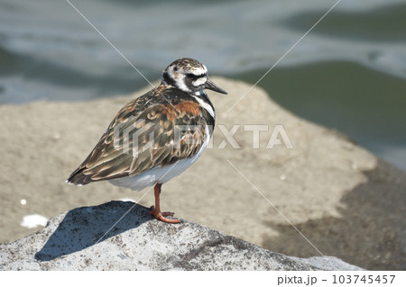 春の海辺に佇むキョウジョシギ 103745457