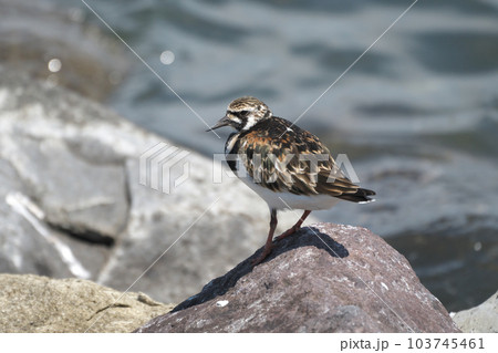 春の海辺に佇むキョウジョシギ 春の海辺に佇むキョウジョシギ 103745461