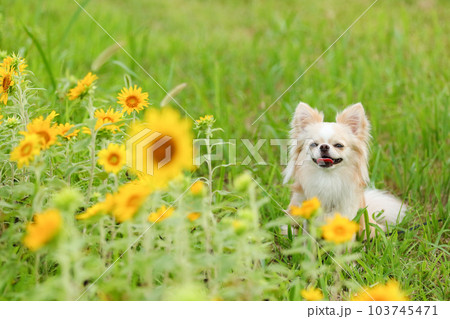 緑が綺麗なヒマワリ畑で写真を撮る犬 103745471