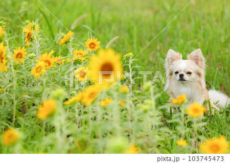 緑が綺麗なヒマワリ畑で写真を撮る犬 緑が綺麗なヒマワリ畑で写真を撮る犬 103745473