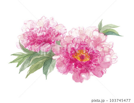 水彩で描いた芍薬・シャクヤクの花のイラスト素材 [103745477] - PIXTA