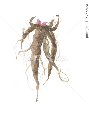 水彩で描いた芍薬・シャクヤクの根 103745478