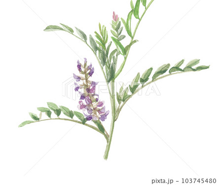水彩で描いた甘草・カンゾウ 水彩で描いた甘草・カンゾウ 103745480