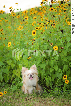 ヒマワリに囲まれて笑顔になる犬 103745563