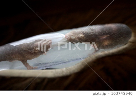 円山動物園のハダカデバネズミ 103745940