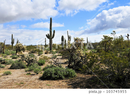 Old Saguaro Cactus Sonora desert Arizona 103745955
